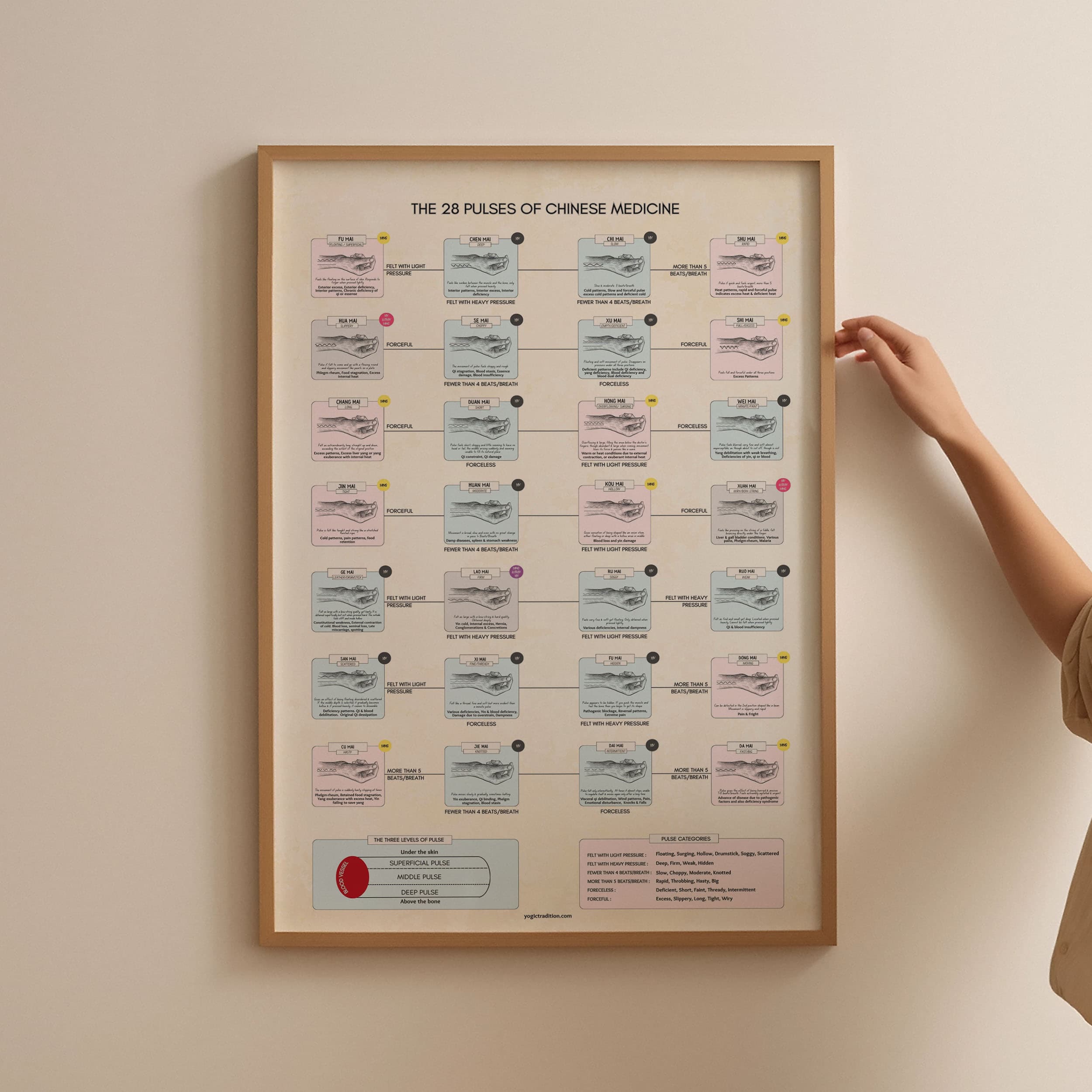 TCM 28 Pulse Types Poster (Pulse Reading Chart)