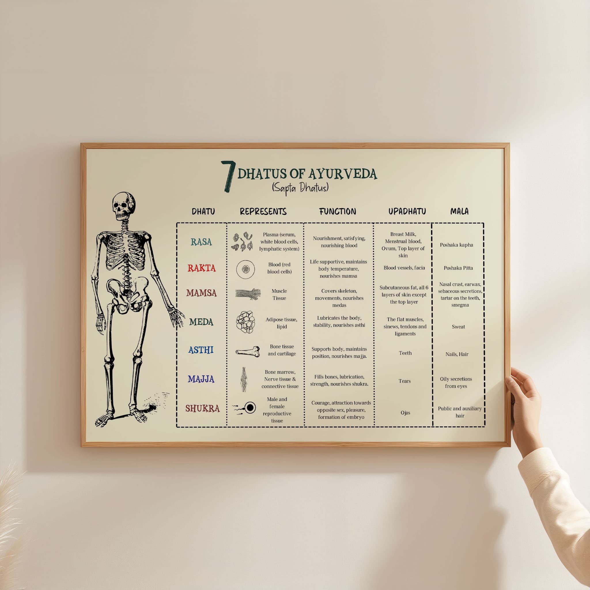 Sapta Dhatus Poster: 7 Tissues of Ayurveda
