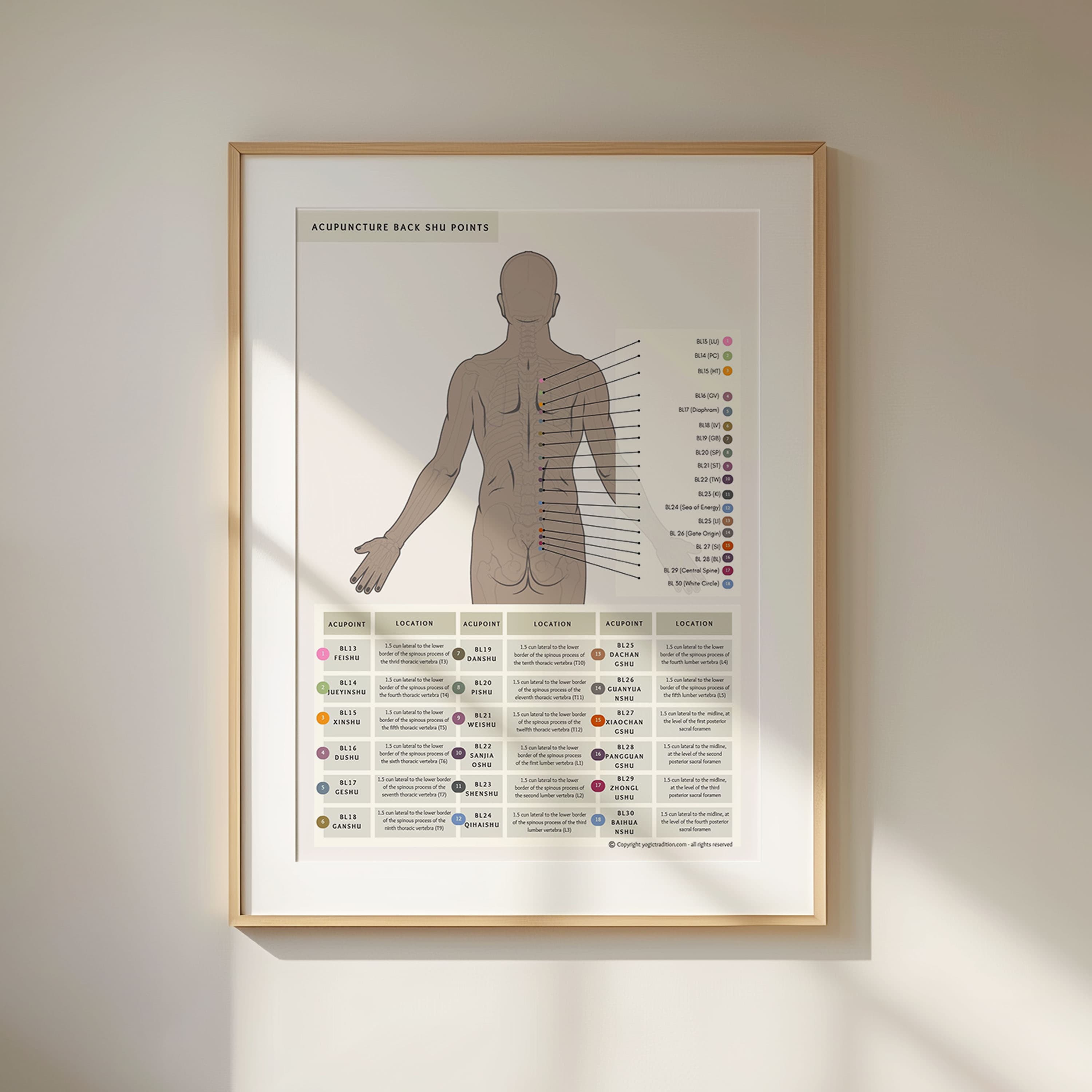 TCM Back Shu Points Poster (Practitioner Reference)