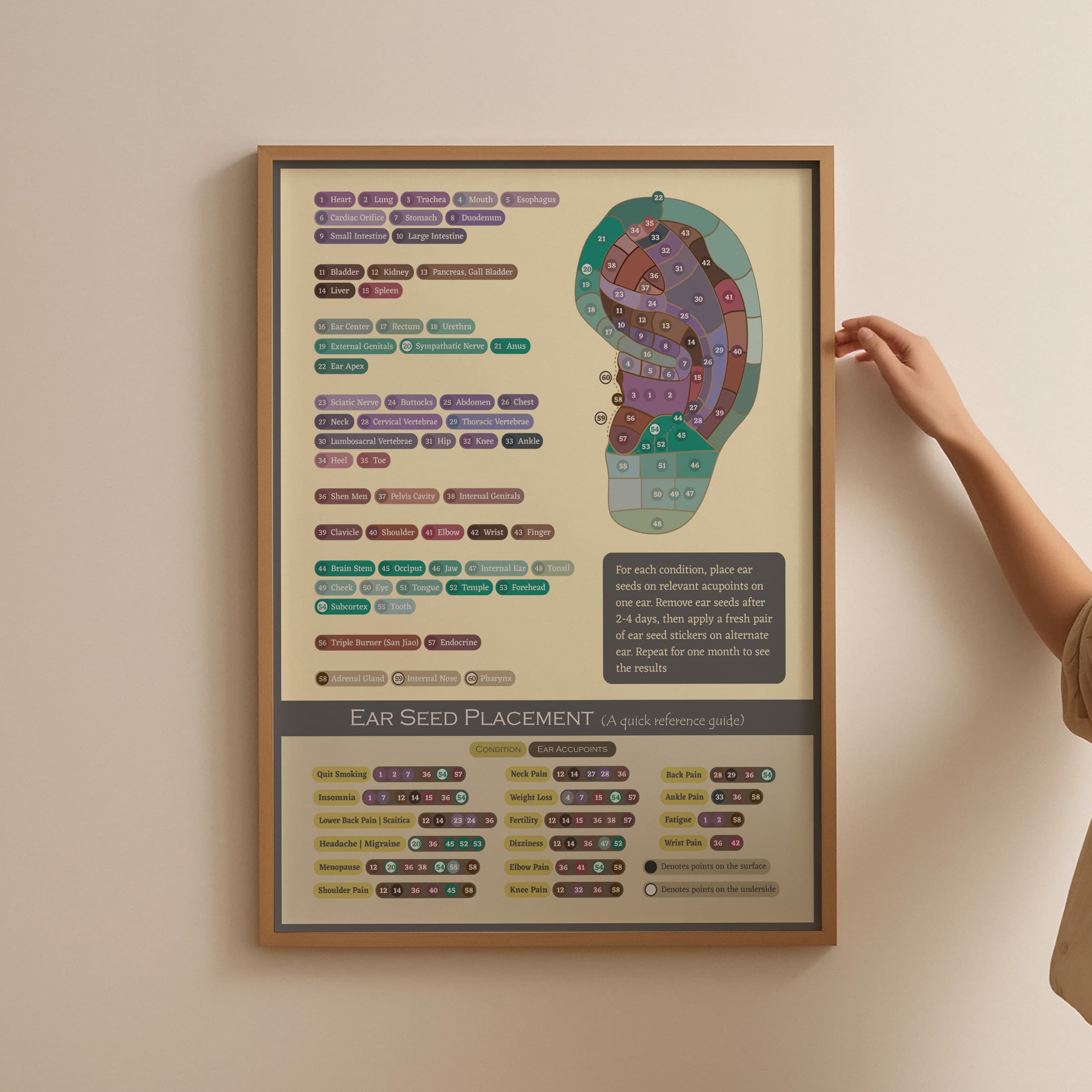 Acupuncture Ear Seeding Placement Chart