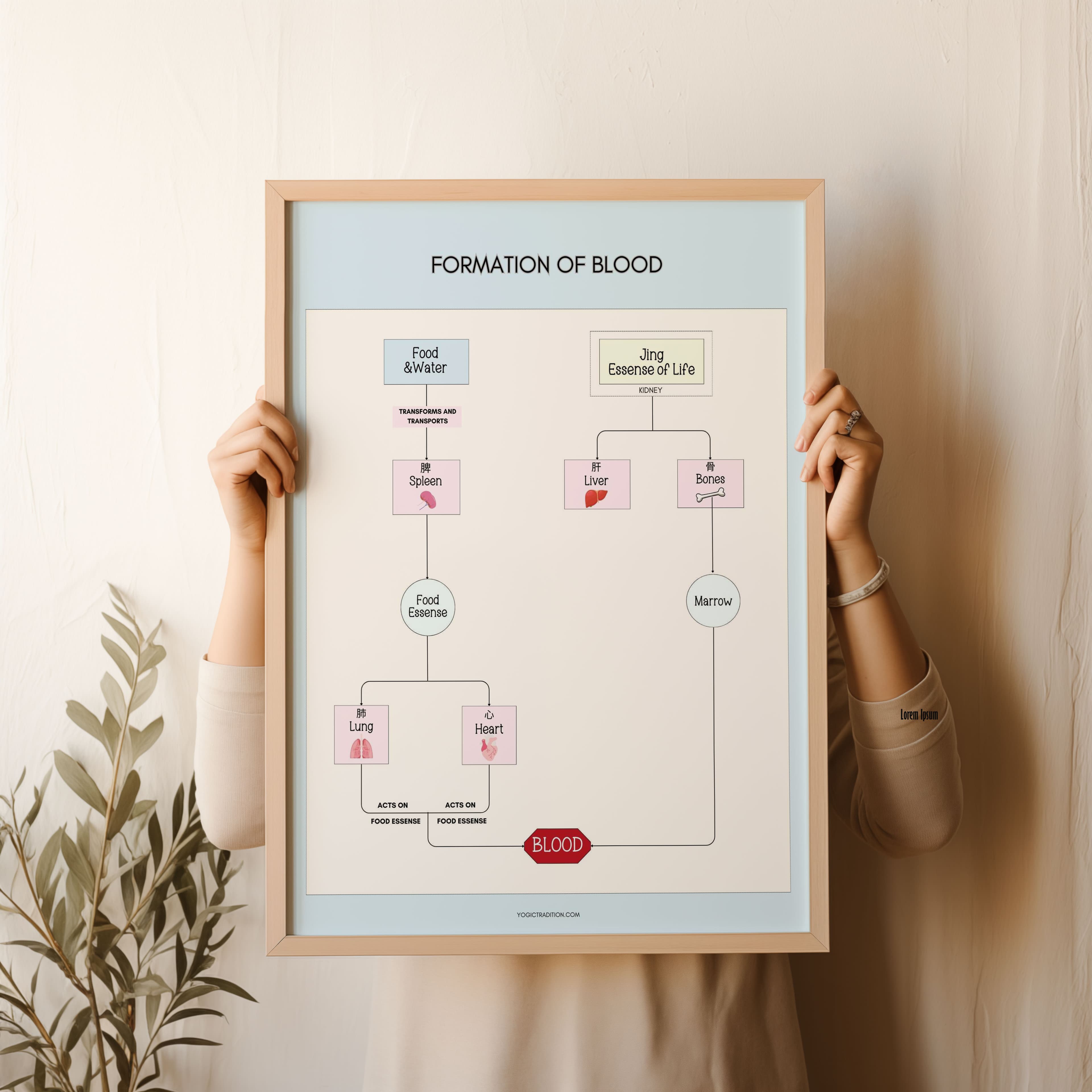 TCM Formation of Blood Poster
