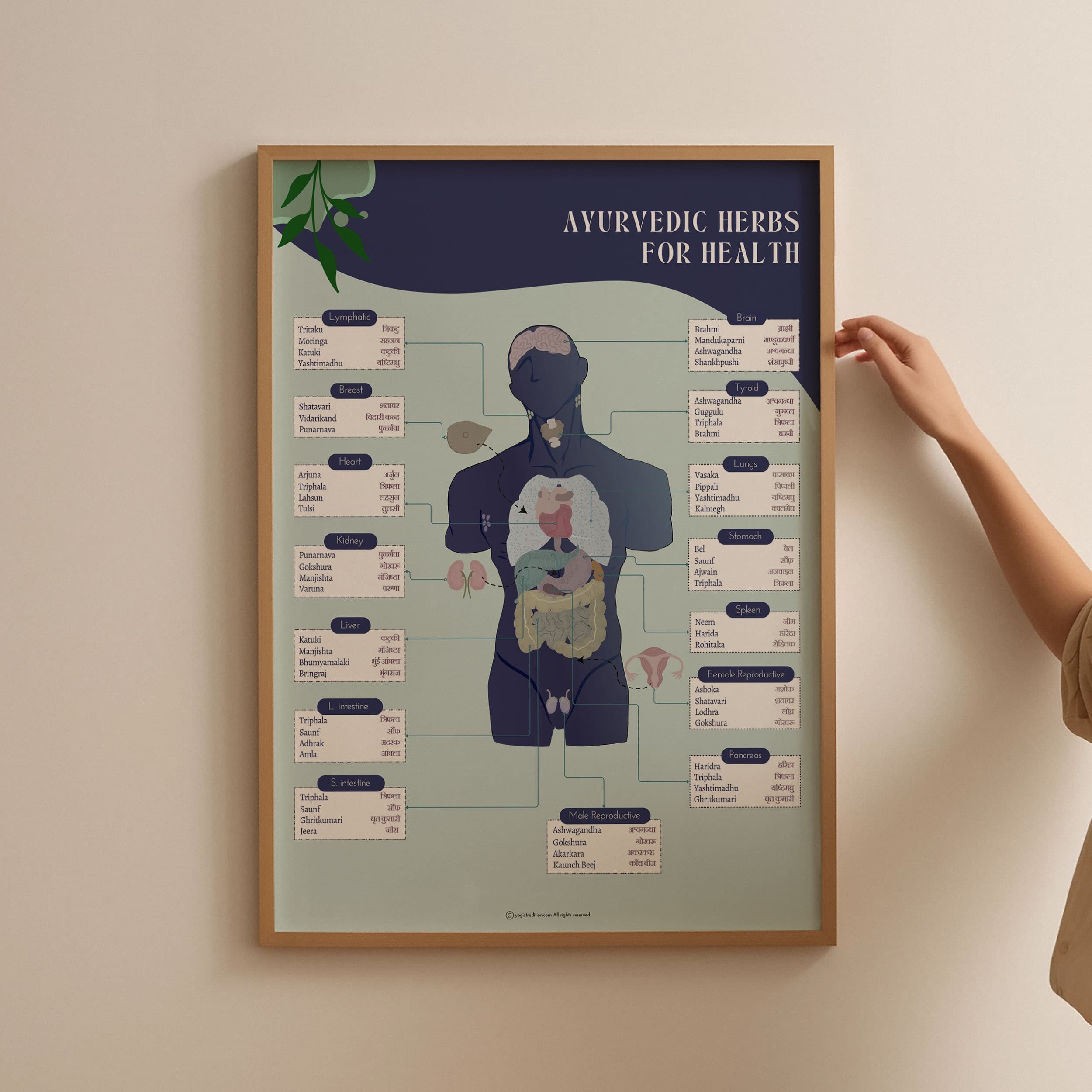 Ayurvedic Herbs for Organs & Health Poster