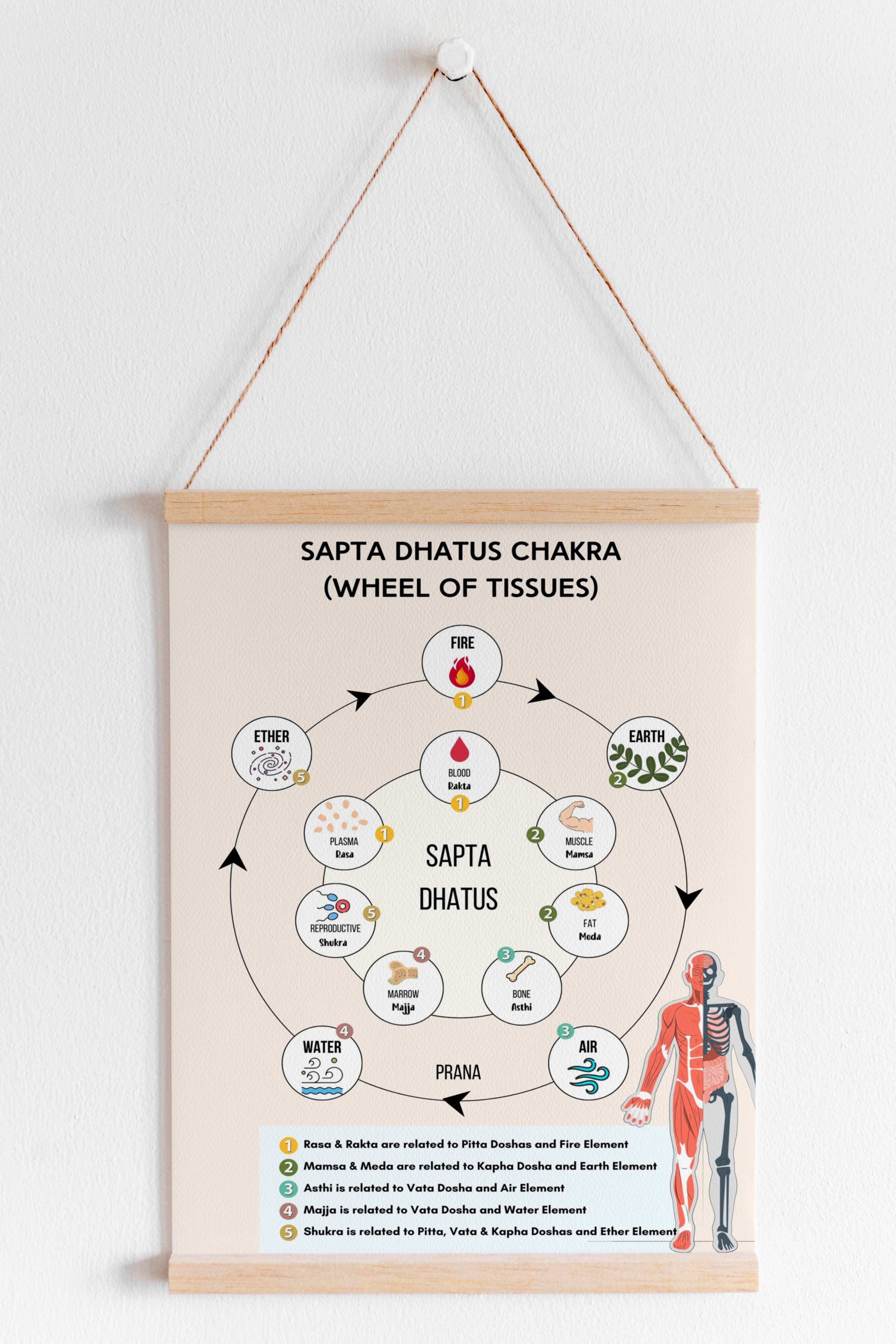 Sapta Dhatu Wheel Chart: 7 Tissues & 5 Elements