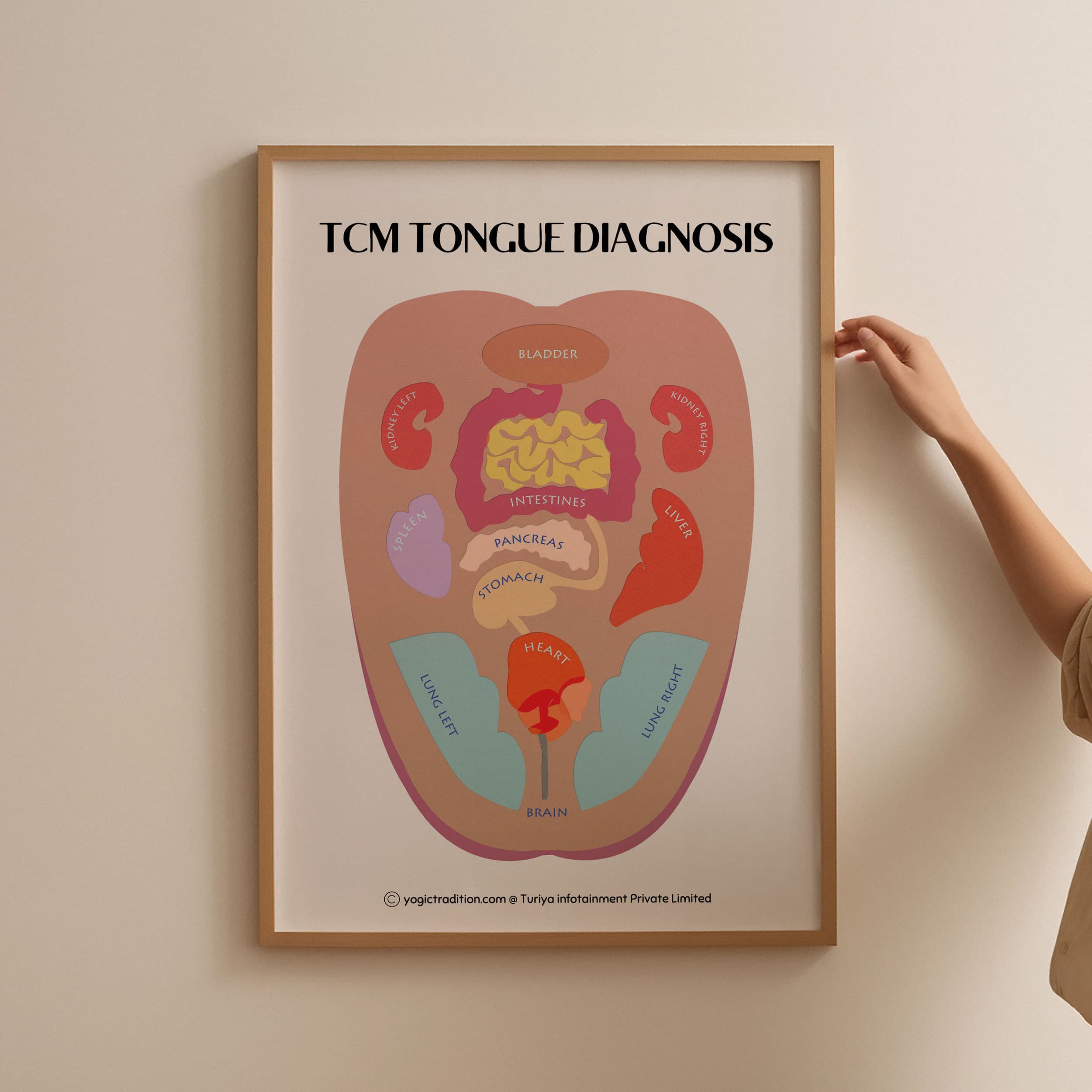 TCM Tongue & Organs Diagnosis Chart