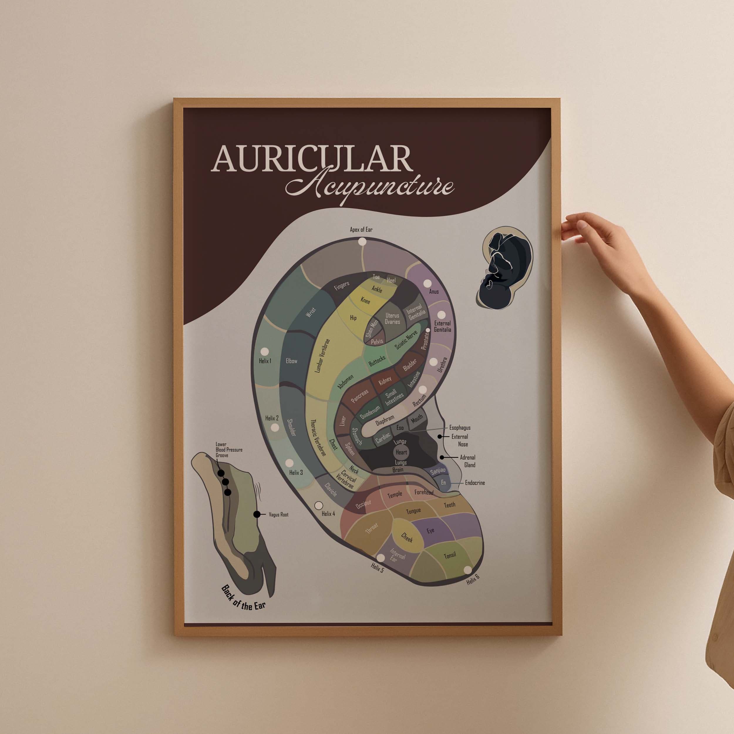 Ear Auriculotherapy Auricular Acupuncture Chart
