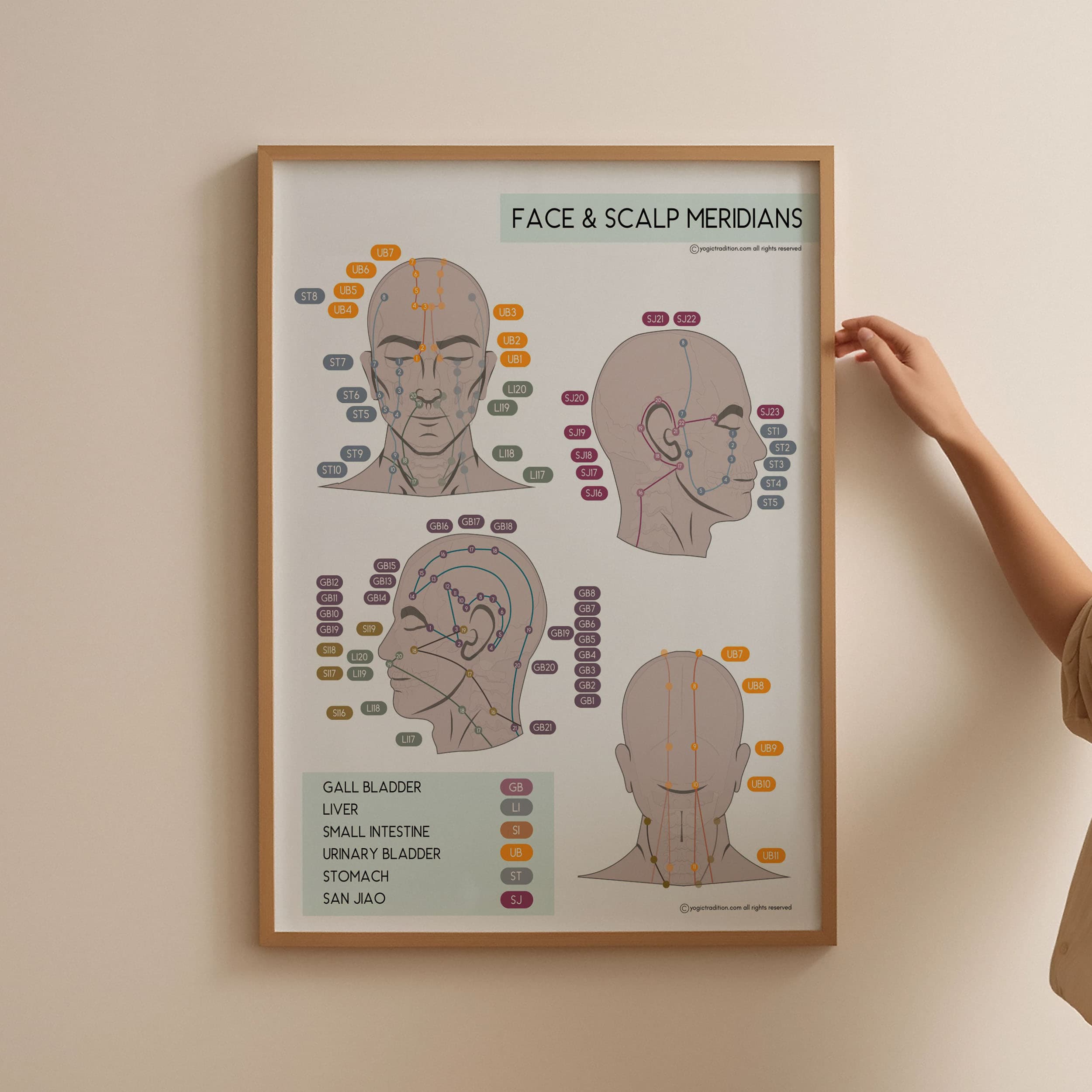 TCM Face & Scalp Meridian Poster