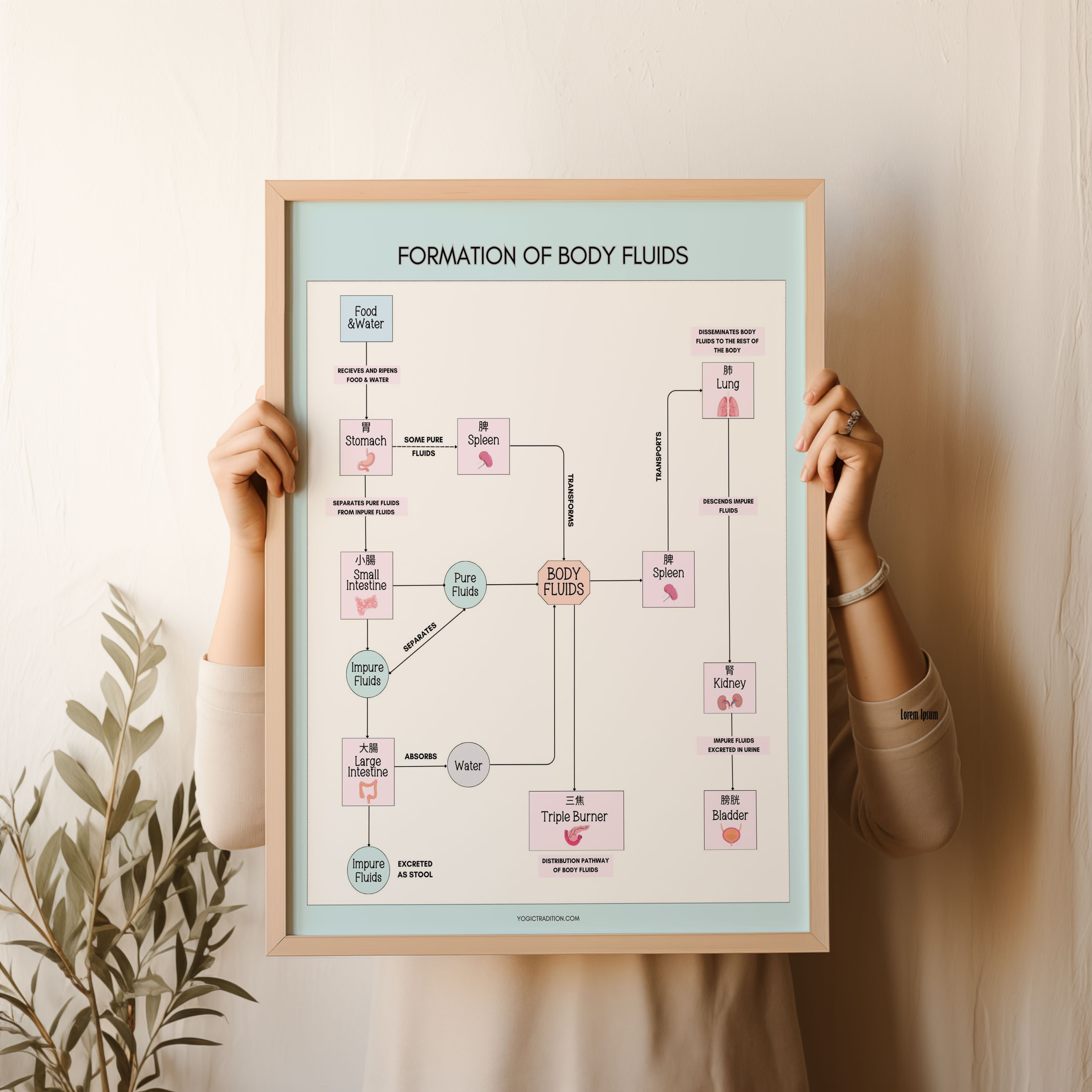 TCM Formation of Body Fluids Poster (Jin Ye)