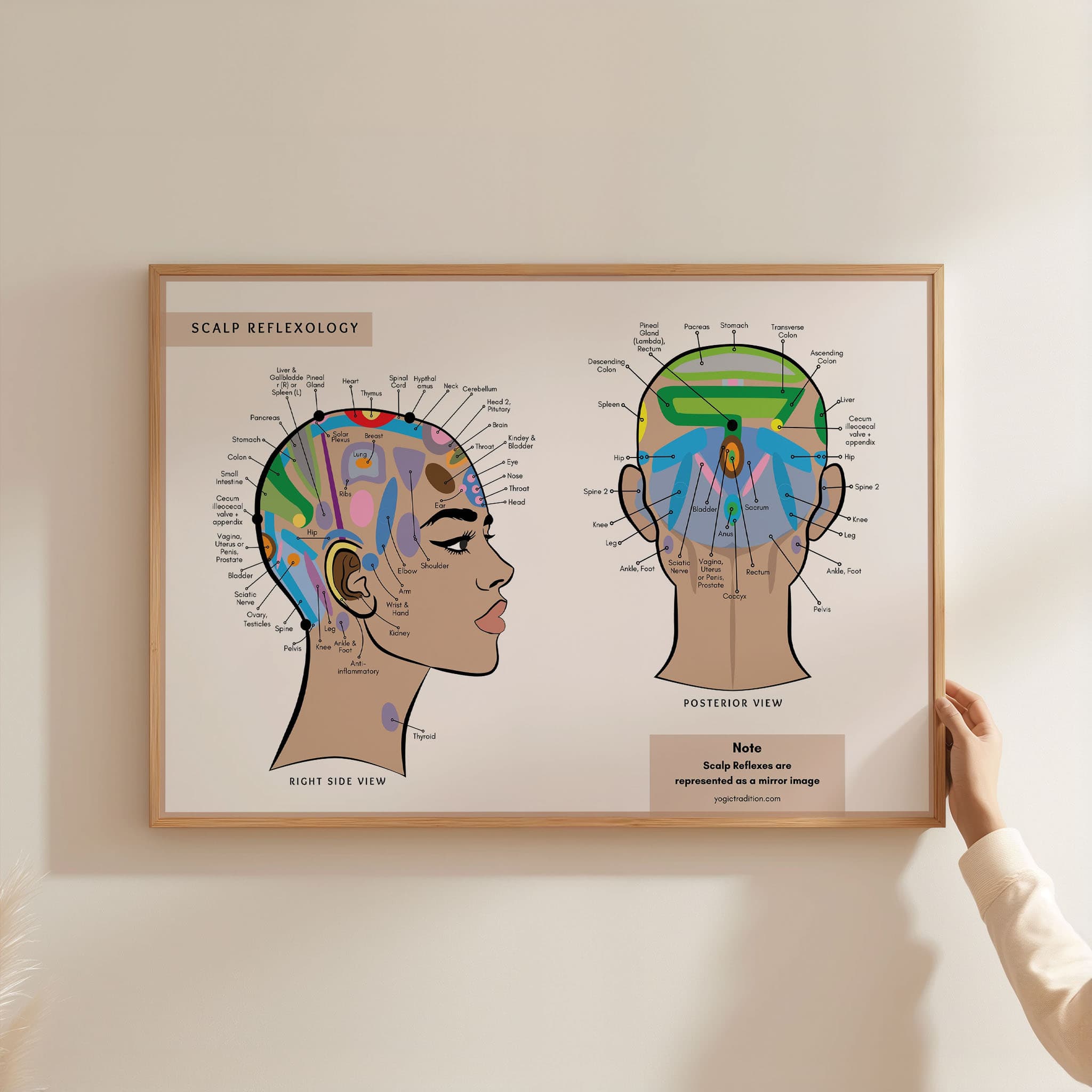 Scalp Head Reflexology Chart