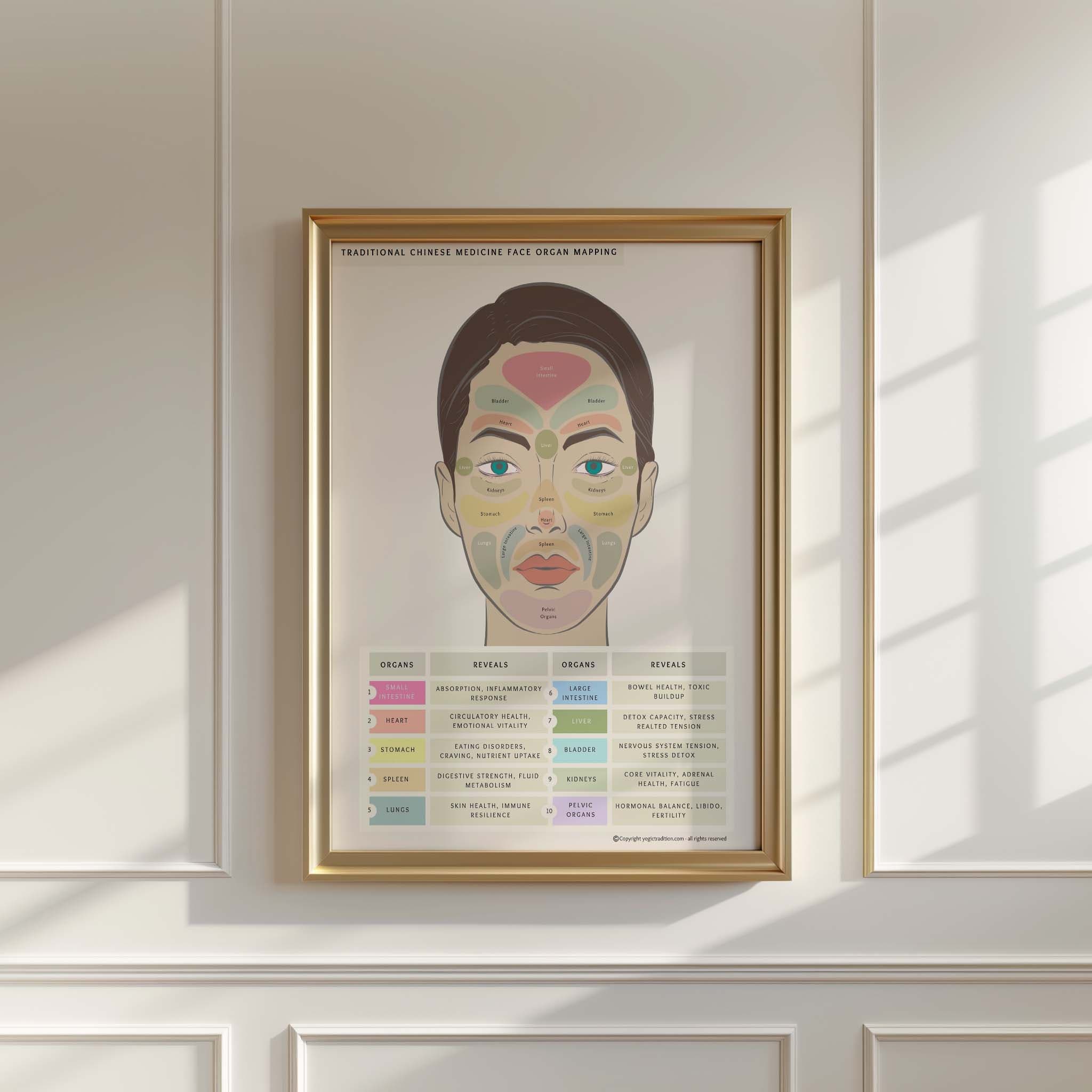 TCM Face Organ Mapping Chart