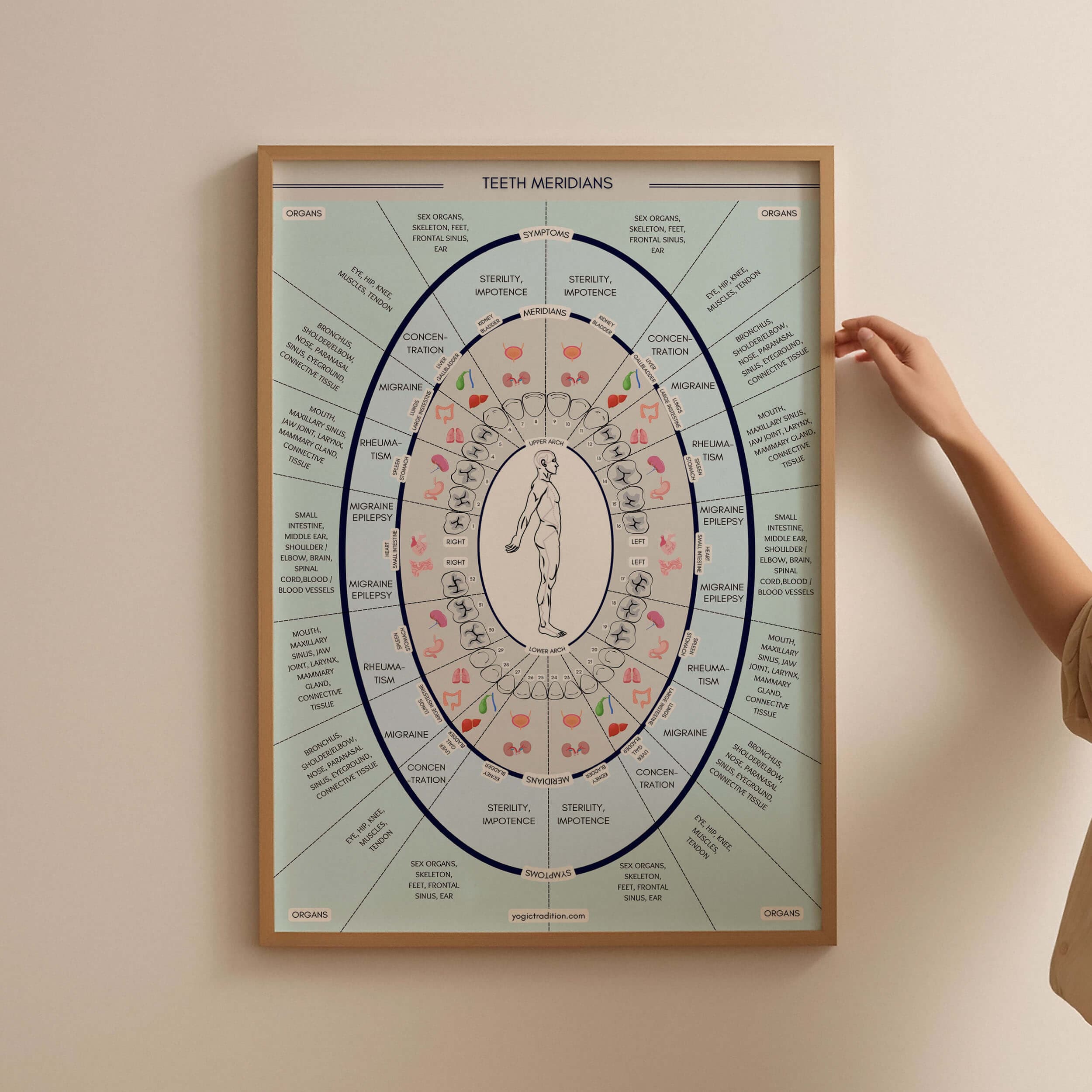 Chinese Meridian Tooth Chart (TCM Dental Map)