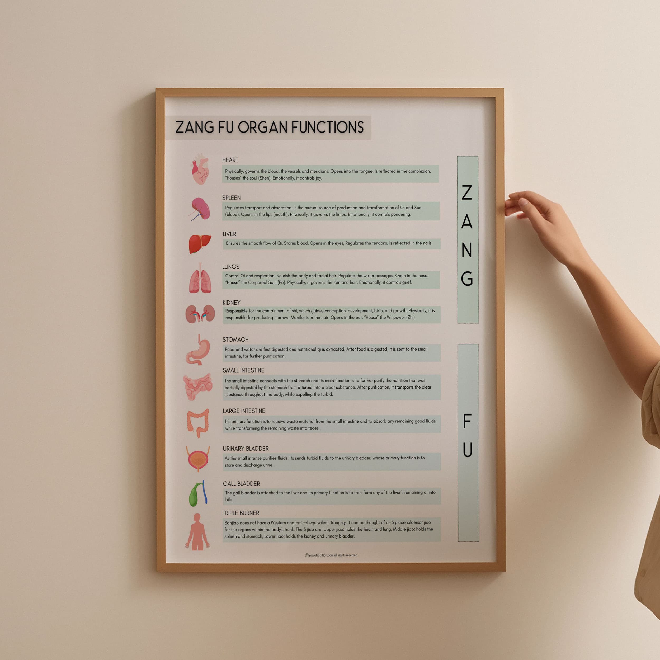 TCM Zang Fu Organ Functions Poster