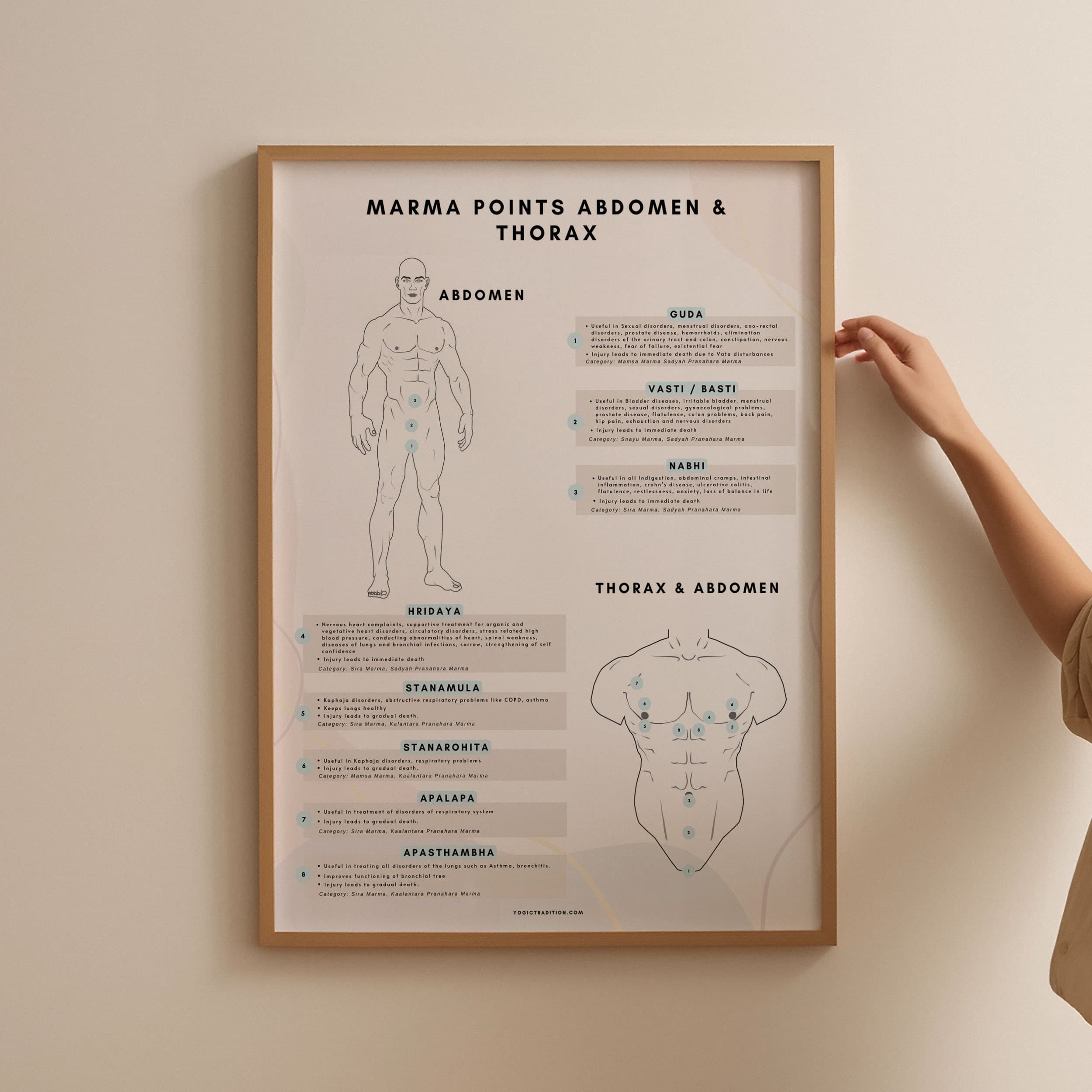 Marma Points of Abdomen & Thorax Chart